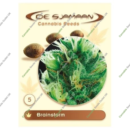 Brainstorm Regular Marijuana Strain by De Sjamaan Seeds For Sale Online at Cannabis Seeds Outlet