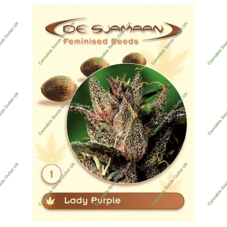 Lady Purple Feminized Marijuana Strain by De Sjamaan Seeds For Sale Online at Cannabis Seeds Outlet