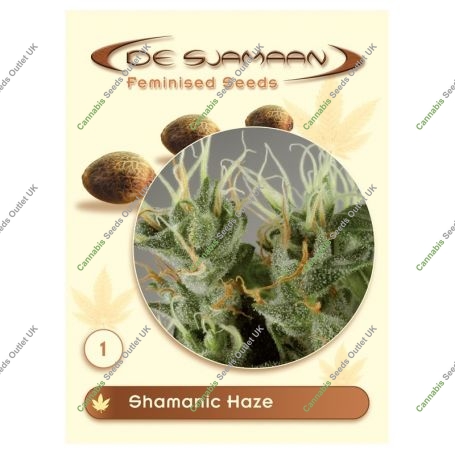 Shamanic Haze Feminized Marijuana Strain by De Sjamaan Seeds For Sale Online at Cannabis Seeds Outlet