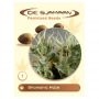 Shamanic Haze Feminized Marijuana Strain by De Sjamaan Seeds For Sale Online at Cannabis Seeds Outlet