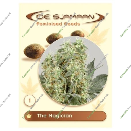 The Magician Feminized Marijuana Strain by De Sjamaan Seeds For Sale Online at Cannabis Seeds Outlet