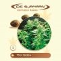 Thai Widow Regular Marijuana Strain by De Sjamaan Seeds For Sale Online at Cannabis Seeds Outlet