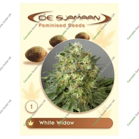 Widow 2004 Regular Marijuana Strain by De Sjamaan Seeds For Sale Online at Cannabis Seeds Outlet