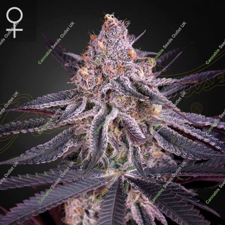 Kings Juice Feminized Marijuana Strain by Greenhouse Seeds For Sale Online at Cannabis Seeds Outlet