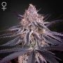 Kings Juice Feminized Marijuana Strain by Greenhouse Seeds For Sale Online at Cannabis Seeds Outlet
