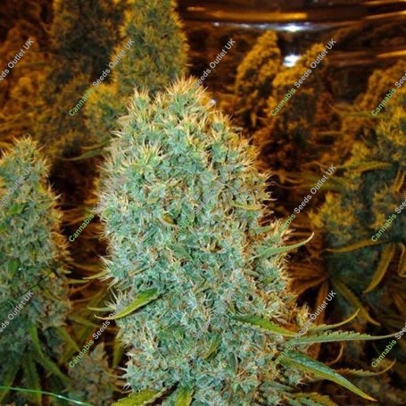 Big Bazooka Feminized Marijuana Strain by Anesia Seeds For Sale Online at Cannabis Seeds Outlet
