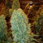 Big Bazooka Feminized Marijuana Strain by Anesia Seeds For Sale Online at Cannabis Seeds Outlet