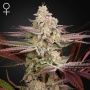 Chemical Bride Feminized Marijuana Strain by Greenhouse Seeds For Sale Online at Cannabis Seeds Outlet