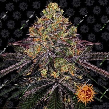 Watermelon Zkittlez Marijuana Strain by Barneys Farm For Sale Online at Cannabis Seeds Outlet
