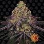 Watermelon Zkittlez Marijuana Strain by Barneys Farm For Sale Online at Cannabis Seeds Outlet