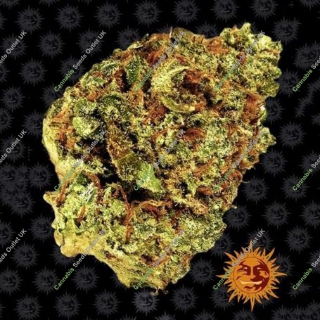 Watermelon Zkittlez Auto Marijuana Strain by Barneys Farm For Sale Online at Cannabis Seeds Outlet