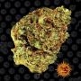 Watermelon Zkittlez Auto Marijuana Strain by Barneys Farm For Sale Online at Cannabis Seeds Outlet