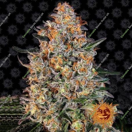 Bubba Kush Feminized Marijuana Strain by Barneys Farm For Sale Online at Cannabis Seeds Outlet