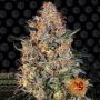 Bubba Kush Feminized Marijuana Strain by Barneys Farm For Sale Online at Cannabis Seeds Outlet