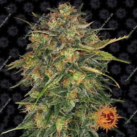 Cheese Feminized Marijuana Strain by Barneys Farm For Sale Online at Cannabis Seeds Outlet