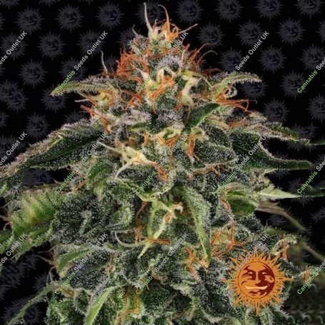 Moby Dick Feminized Marijuana Strain by Barneys Farm For Sale Online at Cannabis Seeds Outlet