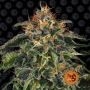 Moby Dick Feminized Marijuana Strain by Barneys Farm For Sale Online at Cannabis Seeds Outlet