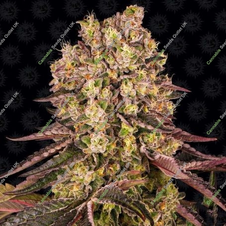 Runtz Muffin Marijuana Strain by Barneys Farm For Sale Online at Cannabis Seeds Outlet
