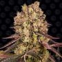 Runtz Muffin Marijuana Strain by Barneys Farm For Sale Online at Cannabis Seeds Outlet