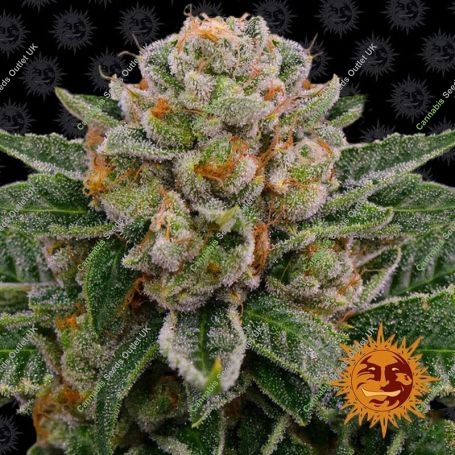 Skywalker OG Auto Feminized Marijuana Strain by Barneys Farm For Sale Online at Cannabis Seeds Outlet