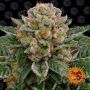 Skywalker OG Auto Feminized Marijuana Strain by Barneys Farm For Sale Online at Cannabis Seeds Outlet