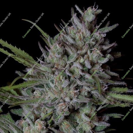Crystal Runtz Marijuana Strain by Big Head Seeds For Sale Online at Cannabis Seeds Outlet