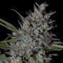Crystal Runtz Marijuana Strain by Big Head Seeds For Sale Online at Cannabis Seeds Outlet