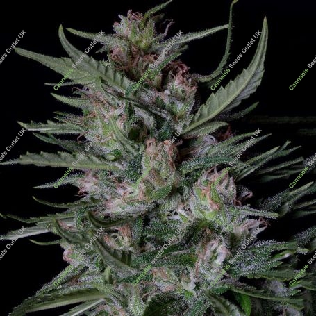 Dogstar Dawg Auto Feminized Marijuana Strain by Big Head Seeds For Sale Online at Cannabis Seeds Outlet