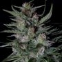 Dogstar Dawg Auto Feminized Marijuana Strain by Big Head Seeds For Sale Online at Cannabis Seeds Outlet