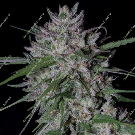 Gorilla Cookies Marijuana Strain by Big Head Seeds For Sale Online at Cannabis Seeds Outlet