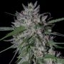 Gorilla Cookies Marijuana Strain by Big Head Seeds For Sale Online at Cannabis Seeds Outlet
