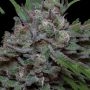 Trippy Sherbert Punch Auto Feminized Marijuana Strain by Big Head Seeds For Sale Online at Cannabis Seeds Outlet