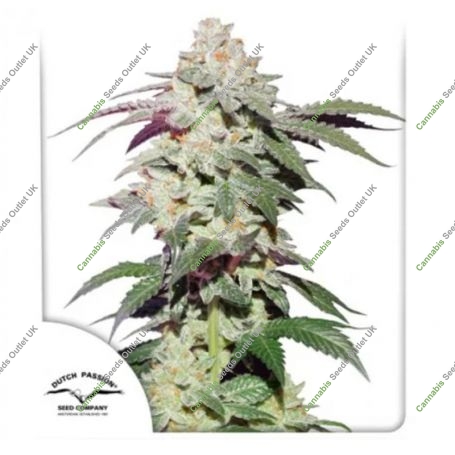 Skywalker Haze Feminized Marijuana Strain by Dutch Passion For Sale Online at Cannabis Seeds Outlet