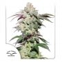 Skywalker Haze Feminized Marijuana Strain by Dutch Passion For Sale Online at Cannabis Seeds Outlet