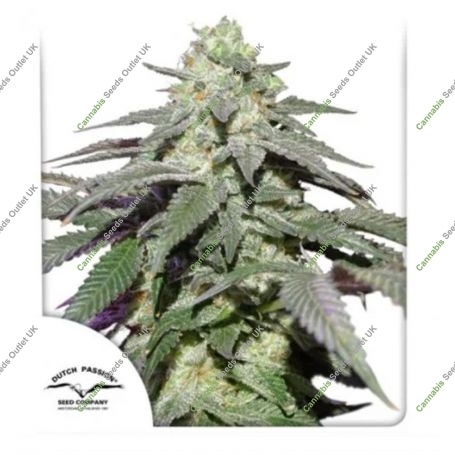Skywalker Haze Auto Feminized Marijuana Strain by Dutch Passion For Sale Online at Cannabis Seeds Outlet