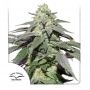 Skywalker Haze Auto Feminized Marijuana Strain by Dutch Passion For Sale Online at Cannabis Seeds Outlet