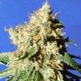 Blueberry Cookies Auto Marijuana Strain by Original Sensible Seeds For Sale Online at Cannabis Seeds Outlet