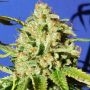 Orange Diesel Auto Feminized Marijuana Strain by Original Sensible Seeds For Sale Online at Cannabis Seeds Outlet