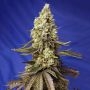 Runtz XL Auto Feminized Marijuana Strain by Sweet Seeds For Sale Online at Cannabis Seeds Outlet