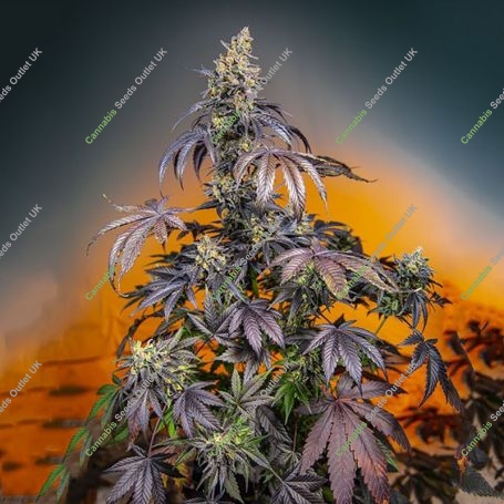 Red Gorilla Girl XL Auto Feminized Marijuana Strain by Sweet Seeds For Sale Online at Cannabis Seeds Outlet