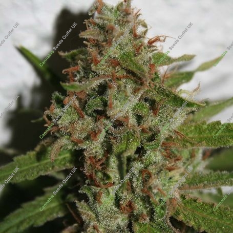 Amnesia Kush Feminized Marijuana Strain by Our Own Weed Breeders For Sale Online at Cannabis Seeds Outlet