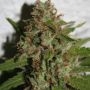 Amnesia Kush Feminized Marijuana Strain by Our Own Weed Breeders For Sale Online at Cannabis Seeds Outlet