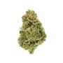 Cannabis Seeds Outlet Weed Strain Amnesia Kush Feminized Marijuana Seeds Original Collector Souvenir Authentic Packaging Packs