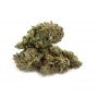 Cannabis Seeds Outlet Weed Strain Critical Banana Kush Feminized Marijuana Seeds Original Collector Souvenir Authentic Packaging