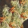 Cannabis Seeds Outlet Critical Banana Kush Smoke Buds Weed Ganja Skunk Dope Pot Images Pics Nuggets