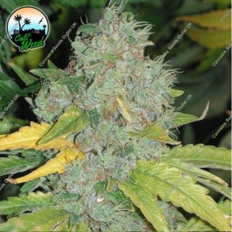 Raspberry Zkittlez Auto Feminized Marijuana Strain by Cali Weed For Sale Online at Cannabis Seeds Outlet