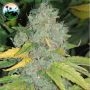 Raspberry Zkittlez Auto Feminized Marijuana Strain by Cali Weed For Sale Online at Cannabis Seeds Outlet