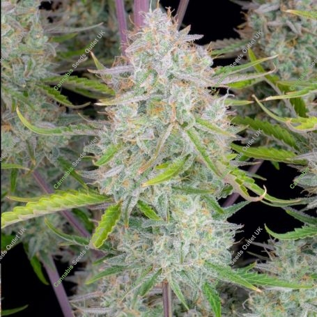 Wedding Cheesecake Auto Marijuana Strain by Fast Buds For Sale Online at Cannabis Seeds Outlet