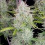 Wedding Cheesecake Auto Marijuana Strain by Fast Buds For Sale Online at Cannabis Seeds Outlet