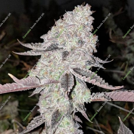 Wedding Cake Gelato Auto Marijuana Strain by Growers Choice For Sale Online at Cannabis Seeds Outlet